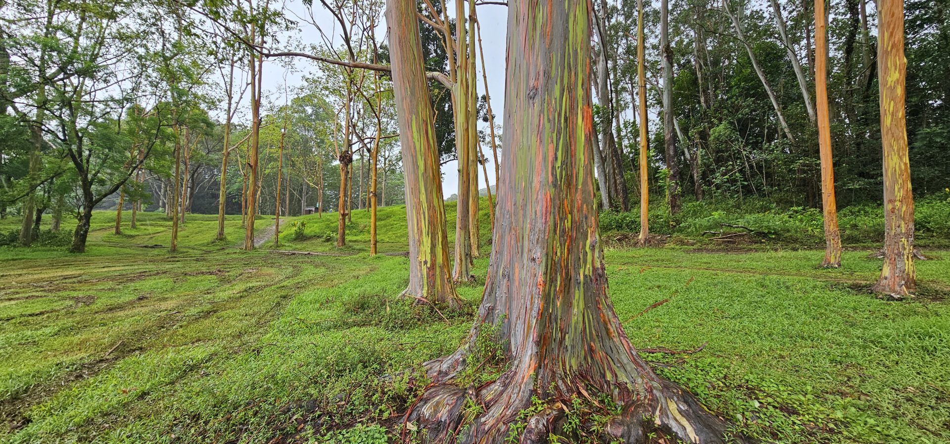 Keahua Arboretum: A Hidden Gem in Kauai’s Rainforest