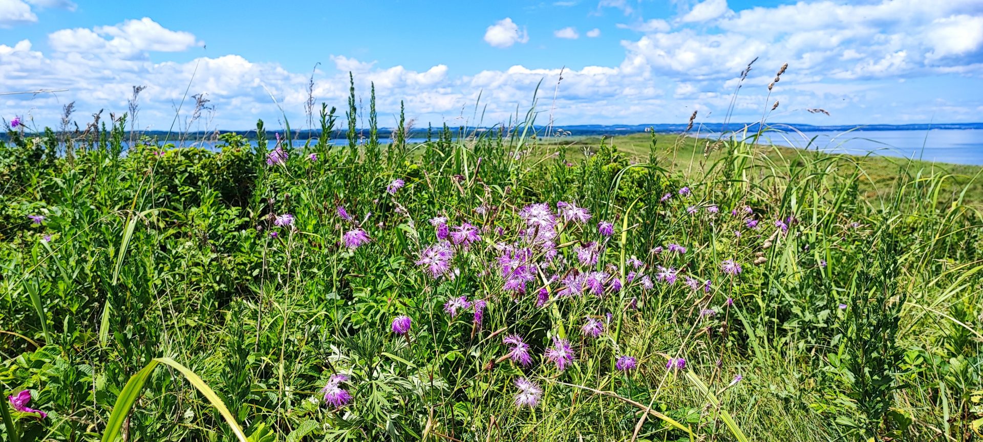 Koshimizu Genseikaen: One of Hokkaido’s ‘primeval flower gardens’