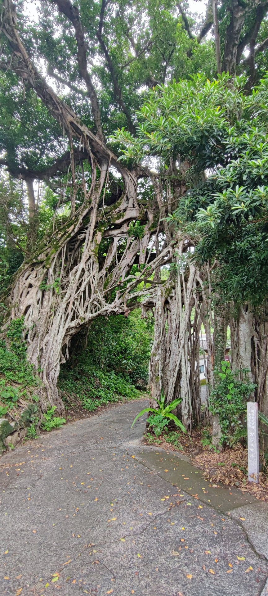 Nakama Banyan: Friendship Trees