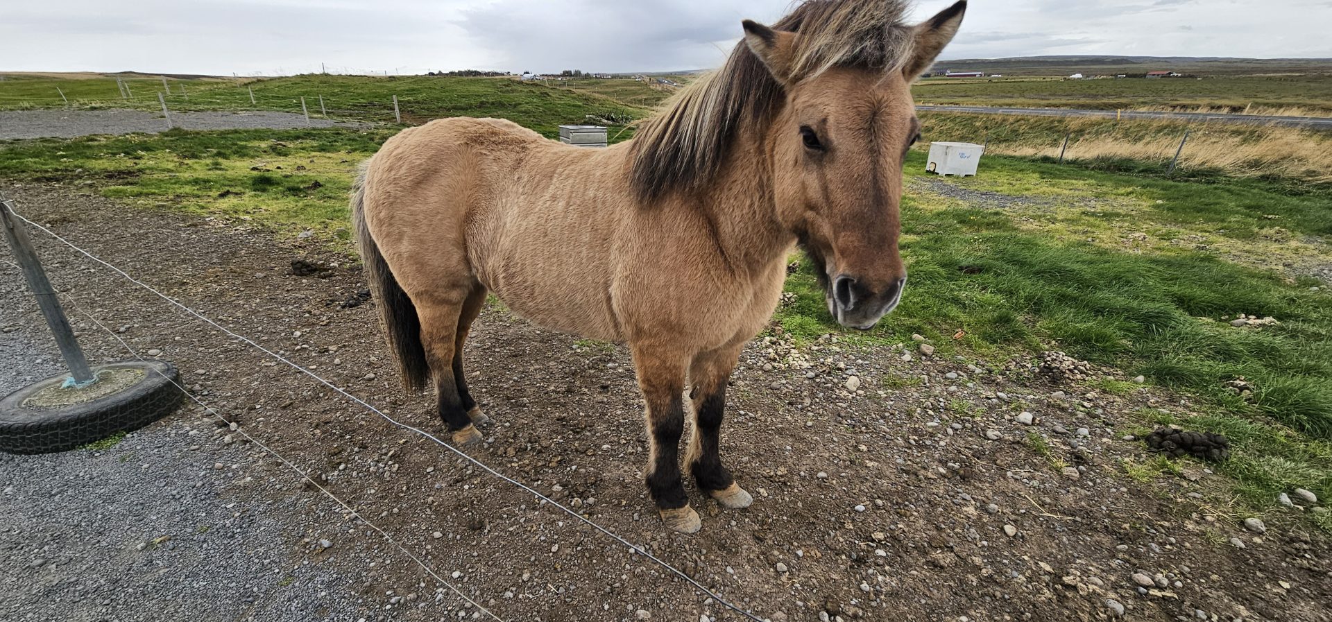 Bru Horsefarm – Feeding Icelandic Horsesnear Iceland’s Famous Geysir
